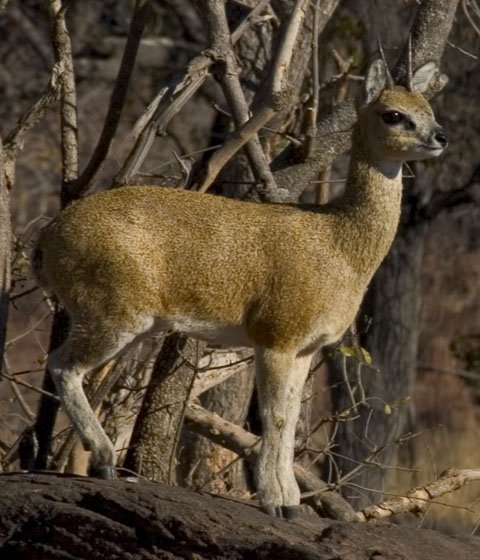 Klipspringer Klipspringer