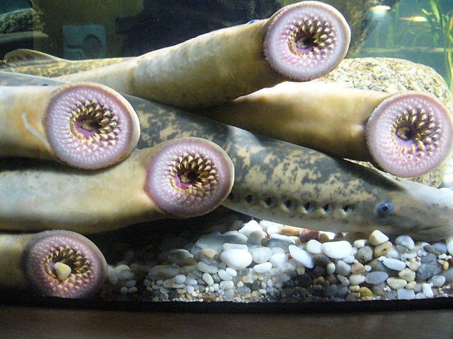 lamprey_mouth_and_body_drow_male sea lamprey mouth and body drow male
