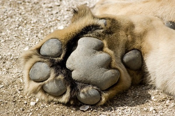 large male lion paw