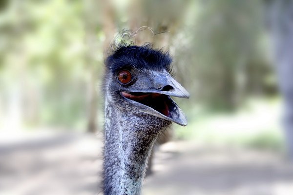 laughin_emu
