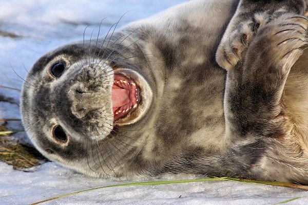 laughing seal_flickr credit_airwolfhound