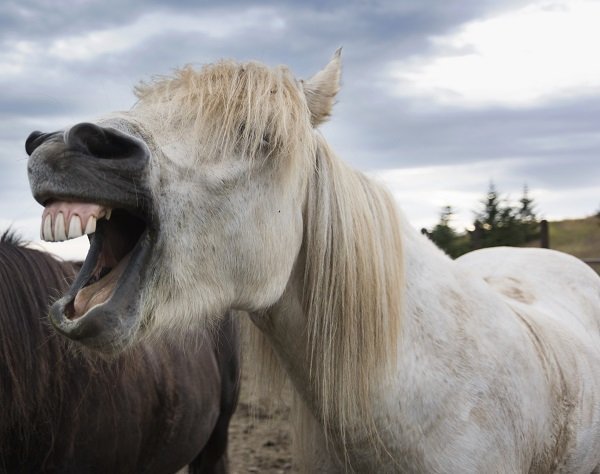 laughing_horse
