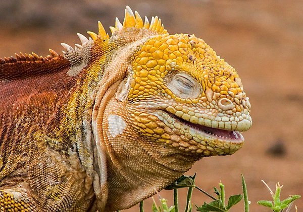 laughing_iguana_flickr_credit_scott_taylor