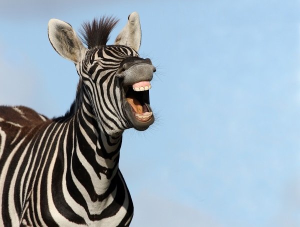 laughing_zebra