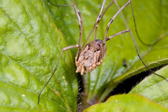 leaf_and_daddy_long_legs daddy long legs leaf spider