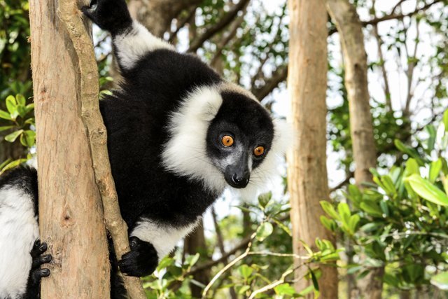 black-and-white ruffed lemur, lemur island, andasibe