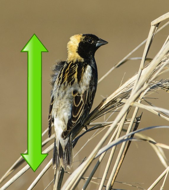 length - add arrow to show length