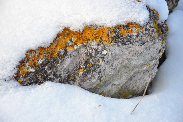 lichen under snow lichen under snow