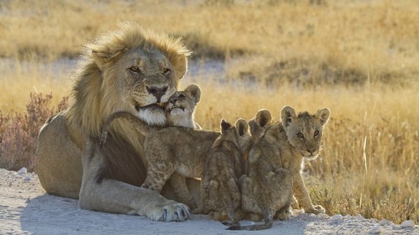 lion father with cubs