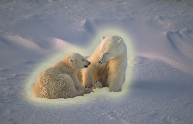 polar bear luminescence polar bear luminescence