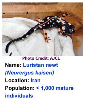 luristan_newt_ajc1