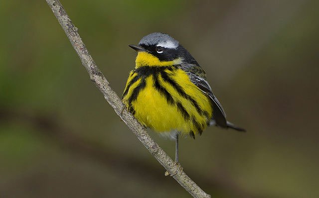 magnolia_warbler_william_h_majoros magnolia warbler, dendroica magnolia