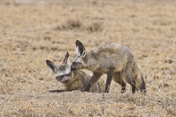 male and female bat fox