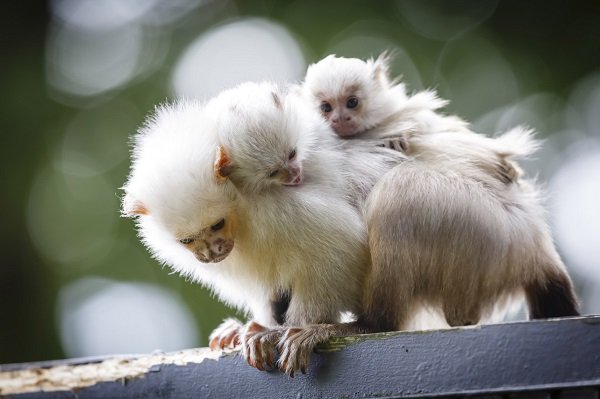 Marmoset family