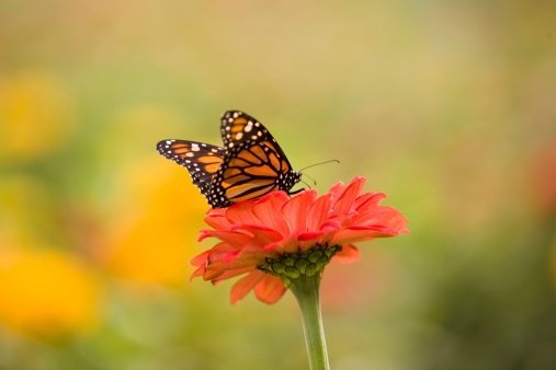 monarch_butterfly monarch butterfly flower