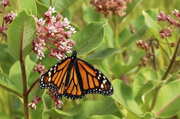 monarch butterfly