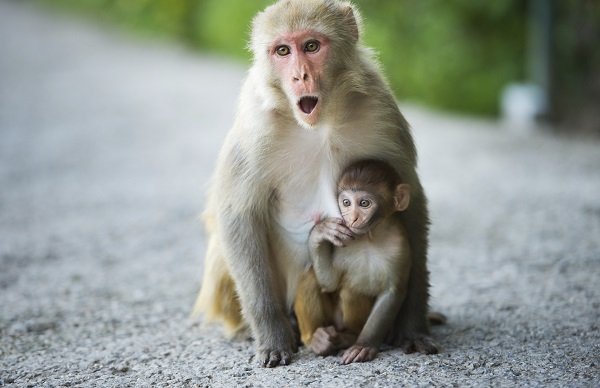 monkey family