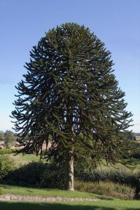 monkey_puzzle tree Monkey Puzzle Tree
