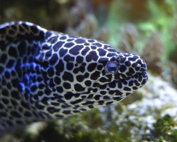 spotted moray