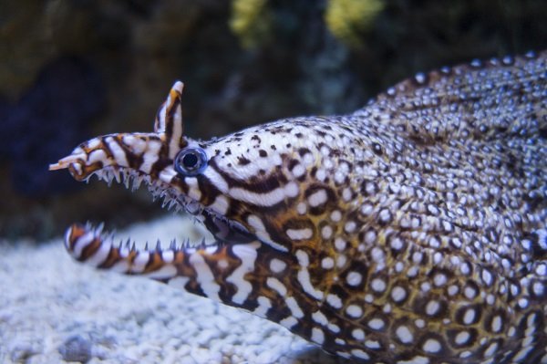 moray_eel_teeth