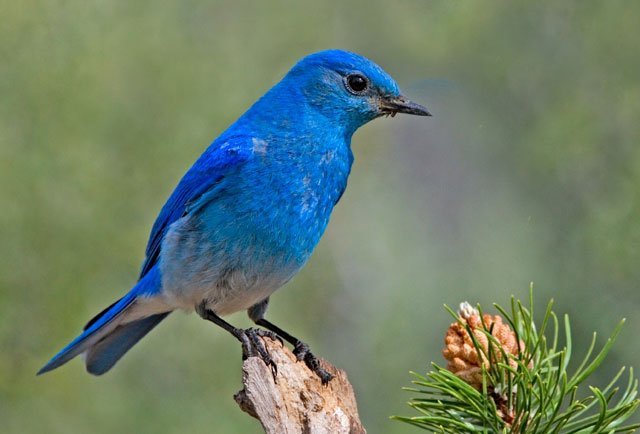 mountain_bluebird_sialia_currucoides_elaine_r_wilson Mountain Bluebird, male, sialia currucoides