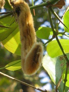 mucuna_pruriens_fruit_shobha_r Velvet Bean, Mucuna pruriens