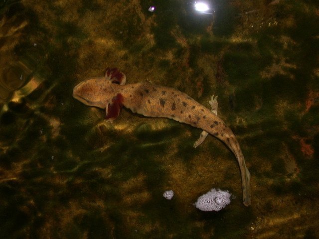mudpuppies
