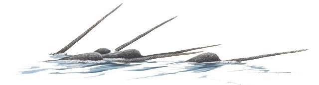 narwhal_drawing