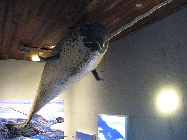 narwhal model