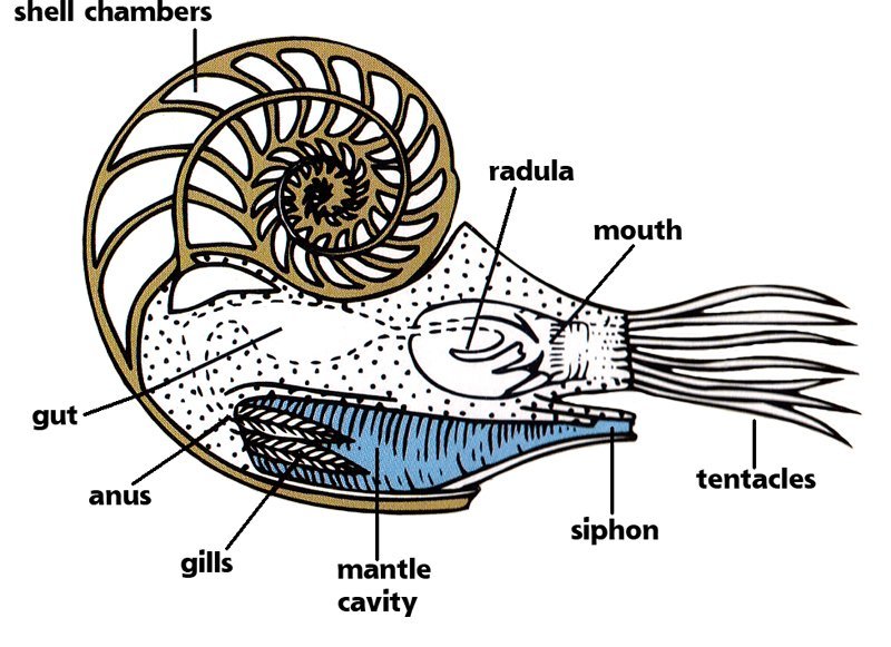 nautilus diagram nautilus diagram