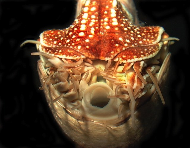 Nautilus tentacles and siphuncle Nautilus tentacles and siphuncle