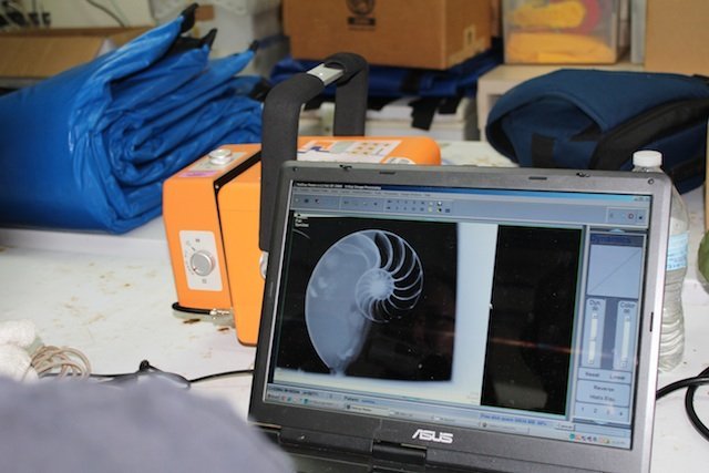 x-ray of a nautilus x-ray of a nautilus