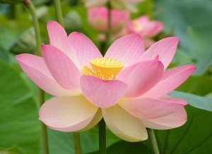 nelumbo_nucifera_peripitus nelumbo nucifera peripitus.