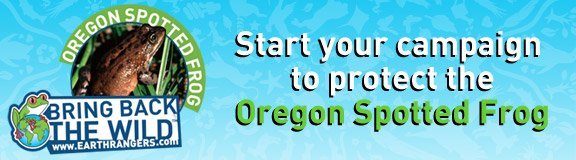 Start your campaign to protect the Oregon Spotted Frog Start your campaign to protect the Oregon Spotted Frog