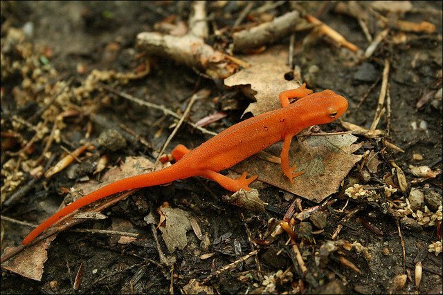 Eastern Spotted Newt red spotted eastern newt