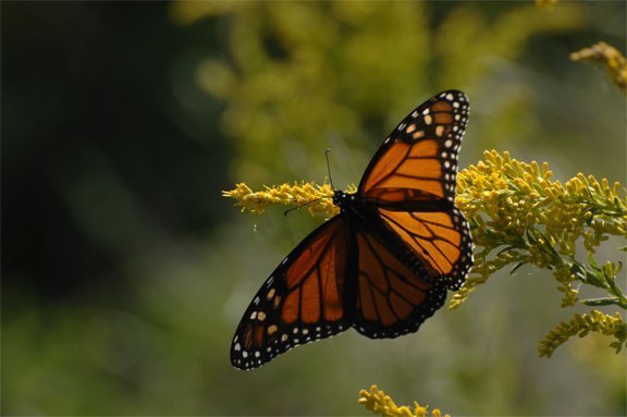 monarch noah cole monach butterfly