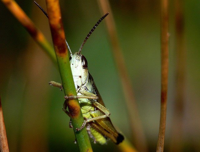 northern_grasshopper_brad_smith northern grasshopper, green