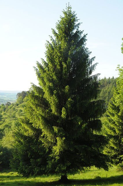 norway_spruce_unreifekirsche norway spruce, european spruce