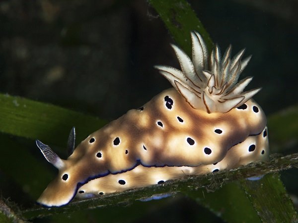 Nudibranch