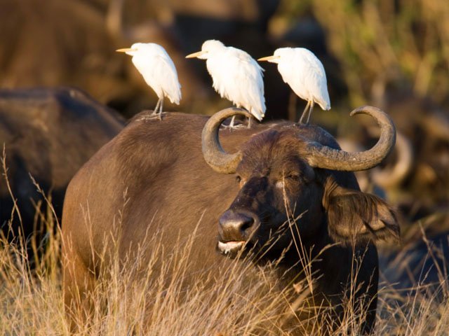 ornamental_buffalo_cattle_egret