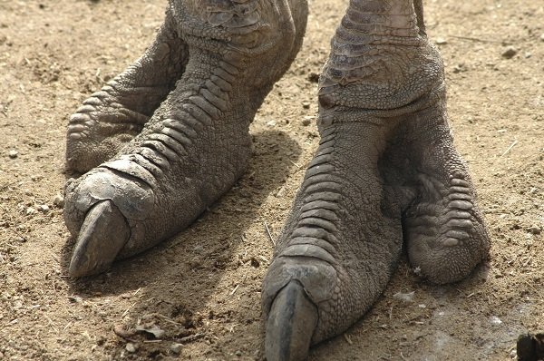ostrich feet