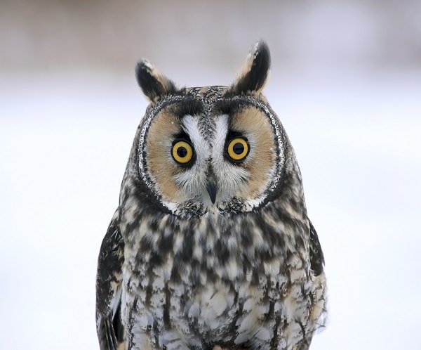 Long-eared Owl Face-to-Face