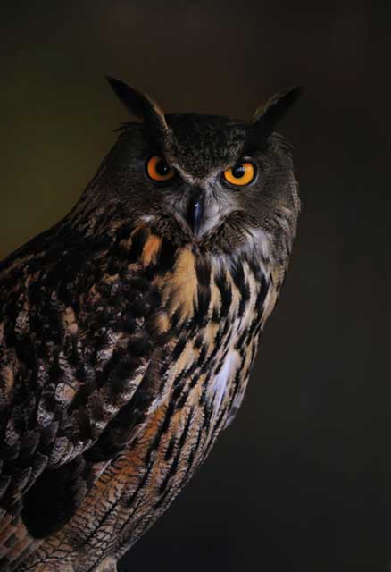 owl owl