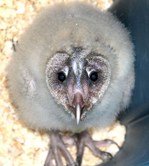 baby owl baby owl