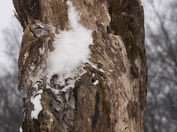 Screech Owls on a tree