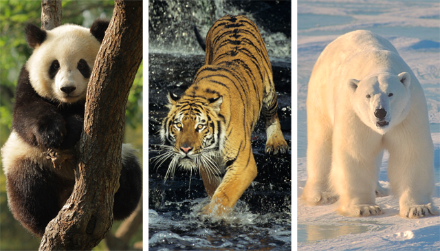 Panda, Tiger, Polar Bear