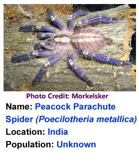 peacock_parachute_spider_morkelsker