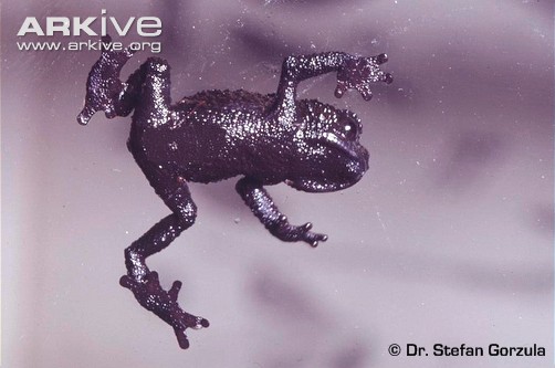 pebble toad pebble toad