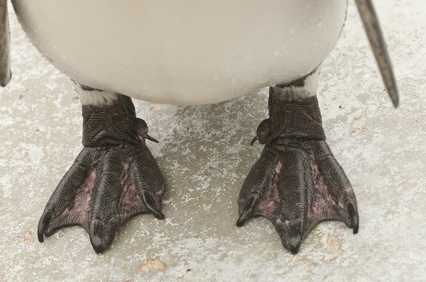 detail of the Magellan penguin of the antarctic regions