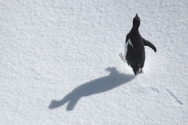 Running penguin